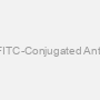 Human AKT1 AssayLite FITC-Conjugated Antibody Flow Cytometry Kit